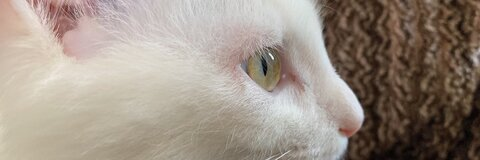 ksmttn header picture leakfans.com