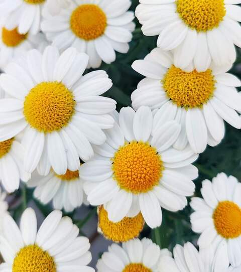 kukkaniitty96 header picture leakfans.com