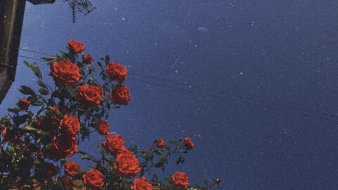 laceyking header picture leakfans.com