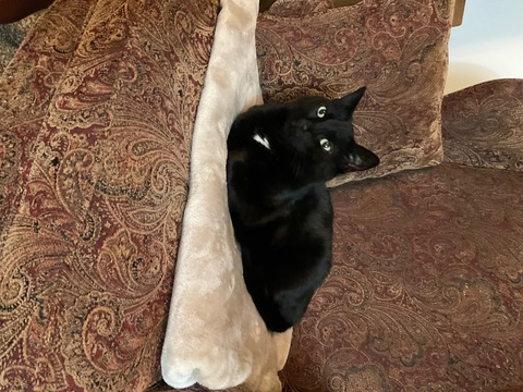 larenjayrobinson header picture leakfans.com