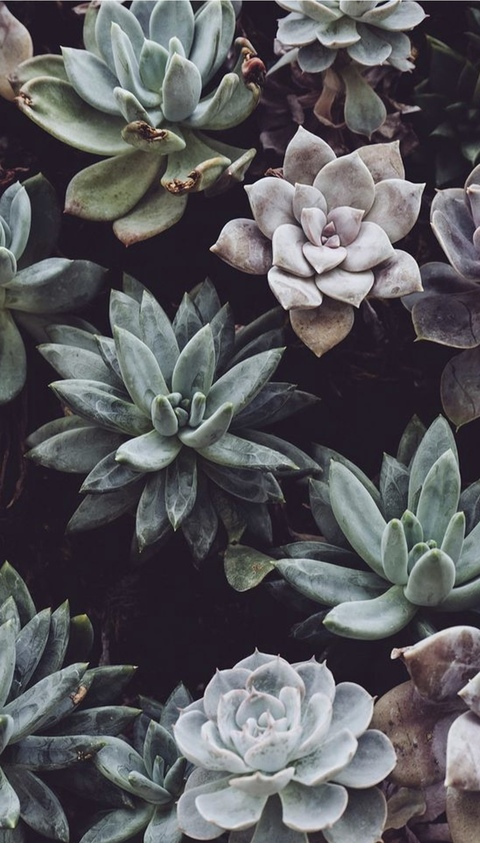 laureneve header picture leakfans.com