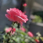 lauuu profile picture leakfans.com