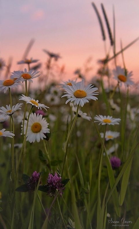 lavenderdeath header picture leakfans.com