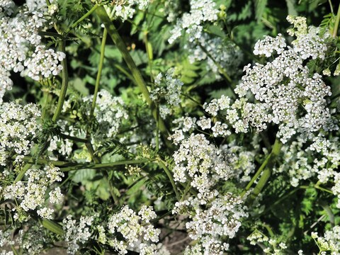 laylah24 header picture leakfans.com