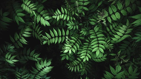 Header of leafcharles