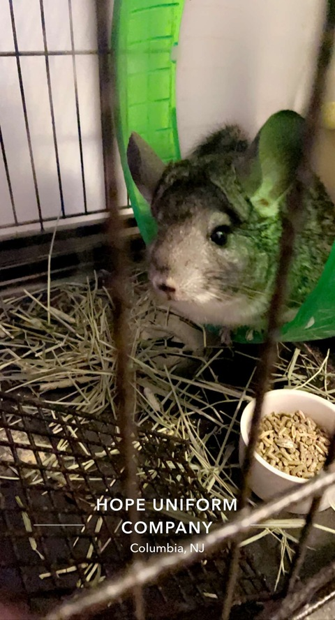 lemons22338 header picture leakfans.com