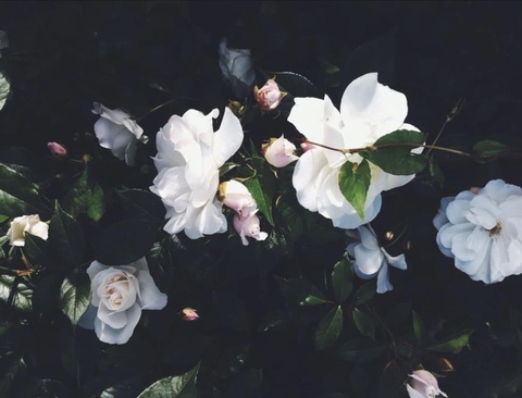 lesliebreanne3 header picture leakfans.com