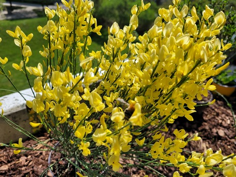 liebling header picture leakfans.com