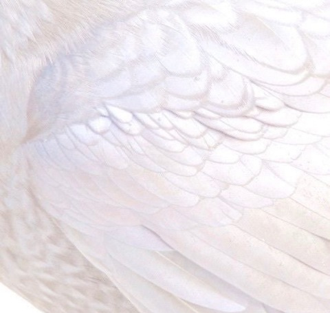 lil_ballerina_ header picture leakfans.com