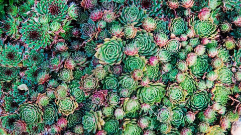 lil_suckulent header picture leakfans.com