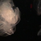 lildev123 profile picture leakfans.com