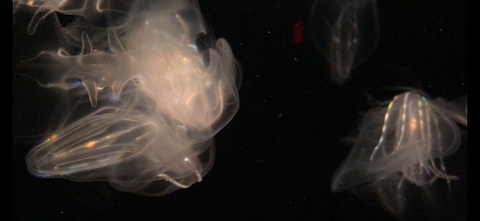 lildev123 header picture leakfans.com