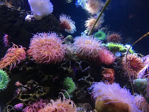 lilfang420 header picture leakfans.com