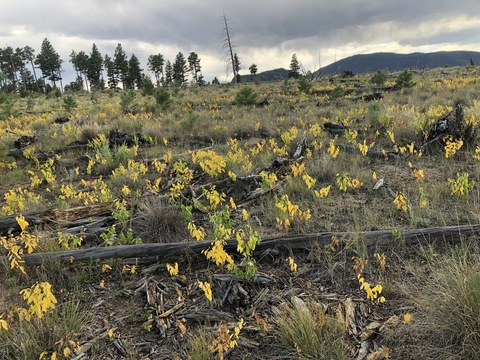 lillavenderr header picture leakfans.com