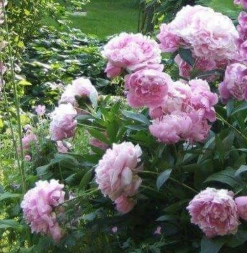 lillilyyy header picture leakfans.com