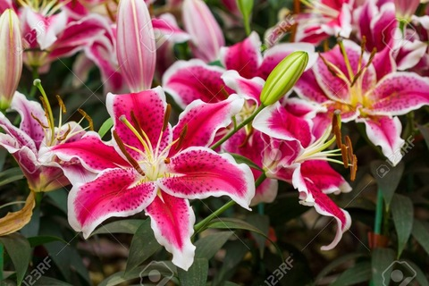 lillygonewild header picture leakfans.com