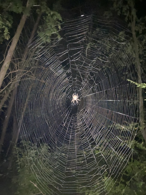 lilreap3r header picture leakfans.com