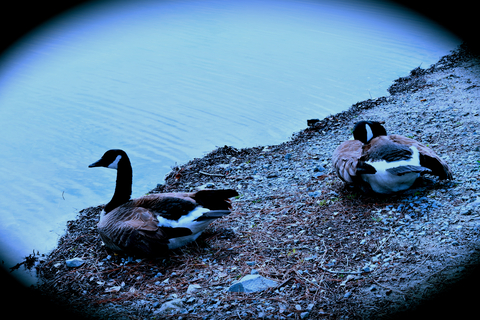 lion2564 header picture leakfans.com