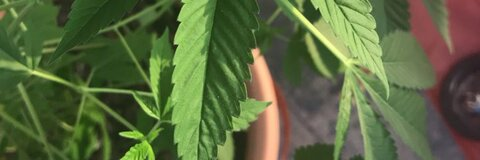 littitty header picture leakfans.com