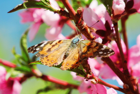 little.bee header picture leakfans.com