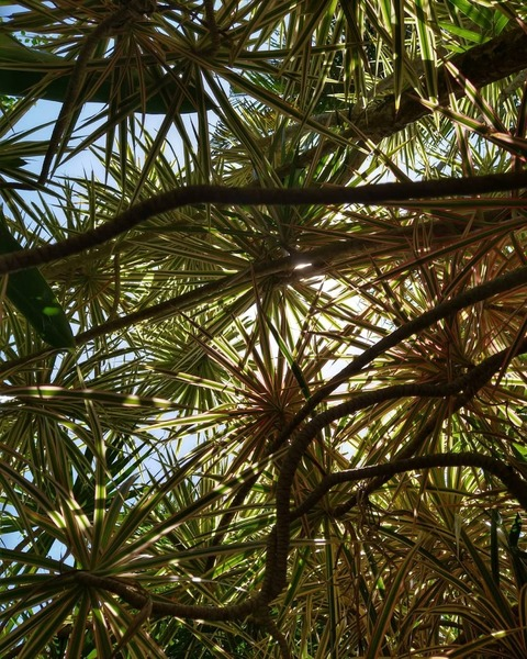 littleminkxoxo header picture leakfans.com