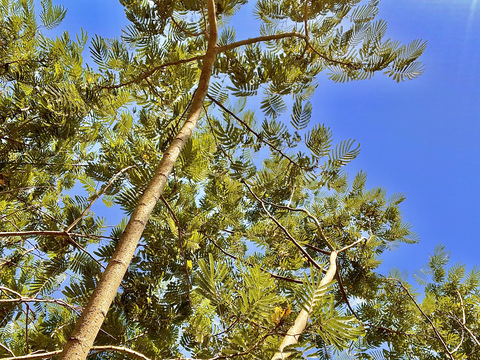 lizabethtaylor header picture leakfans.com