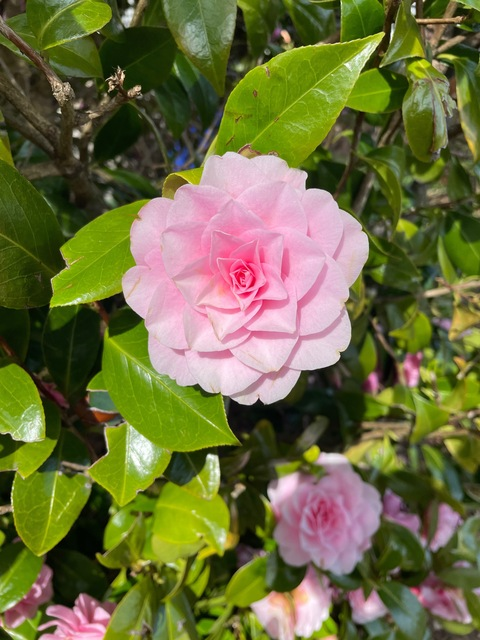 lizziebow1 header picture leakfans.com