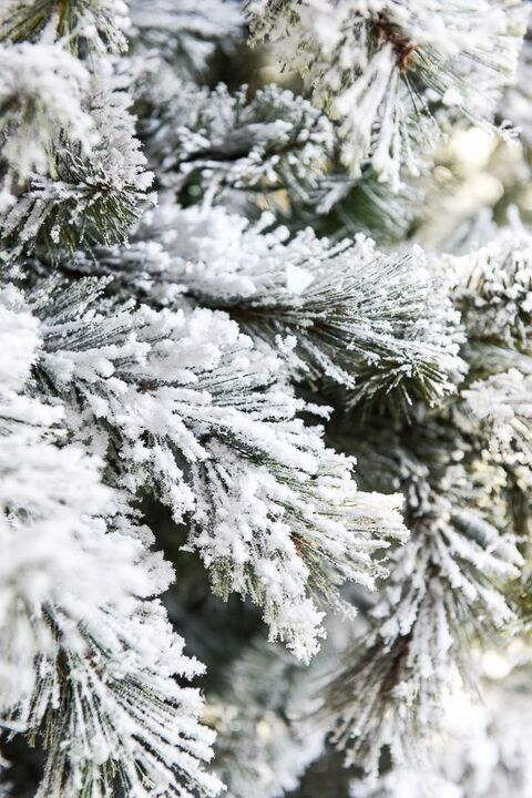 lonelylolaaa header picture leakfans.com