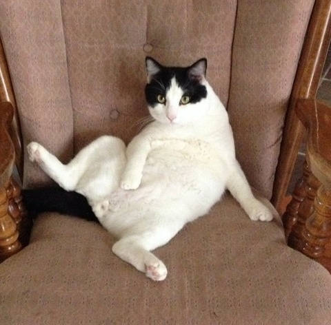 louisianacat header picture leakfans.com