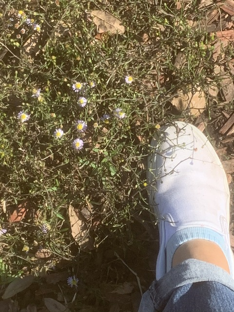 lucid_dream header picture leakfans.com