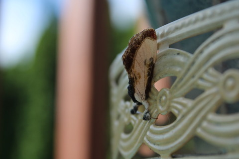 lunalynxxx header picture leakfans.com