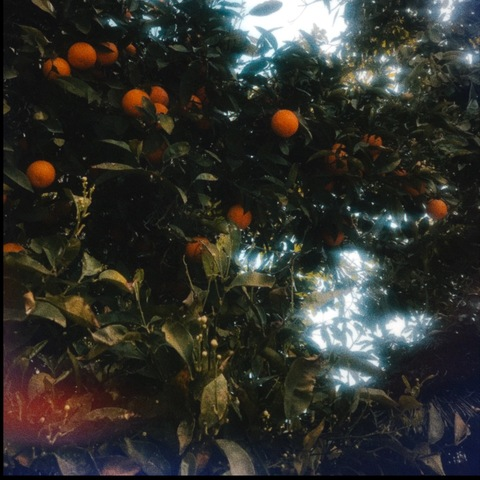 lustforlife1.0 header picture leakfans.com