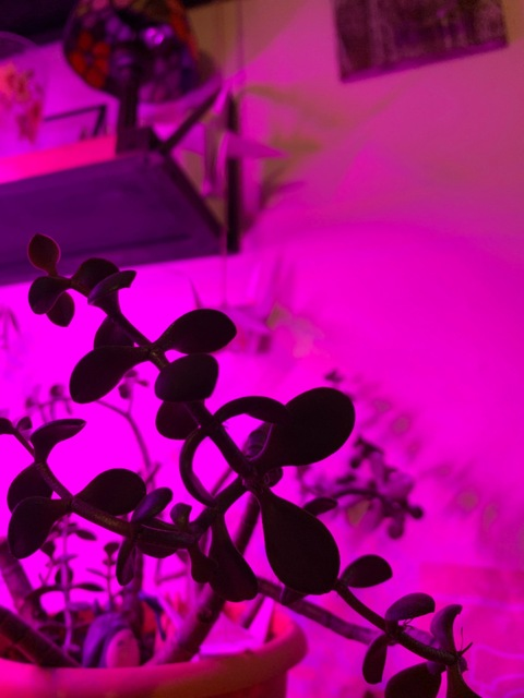 luxurerose header picture leakfans.com