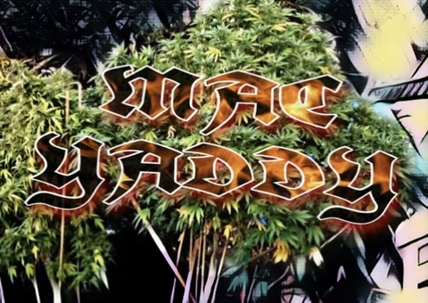 macyaddy header picture leakfans.com