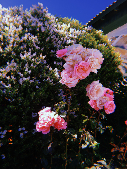 magicaphrodite header picture leakfans.com