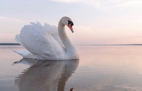 maleahswan header picture leakfans.com