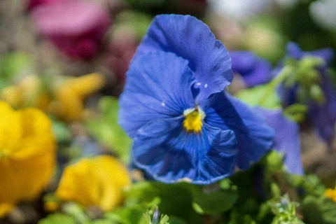 manicuredpleasure header picture leakfans.com