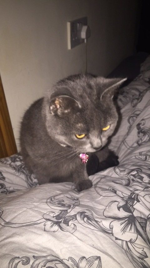 megsxo header picture leakfans.com