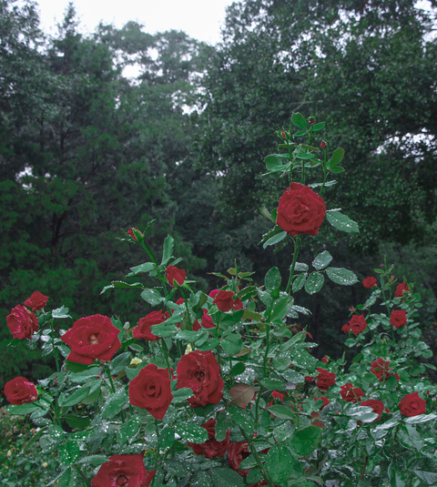 mekennah header picture leakfans.com