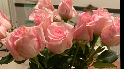 meowthaliaa header picture leakfans.com