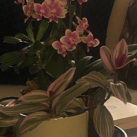 mewedith header picture leakfans.com