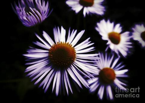 midnightdasies header picture leakfans.com