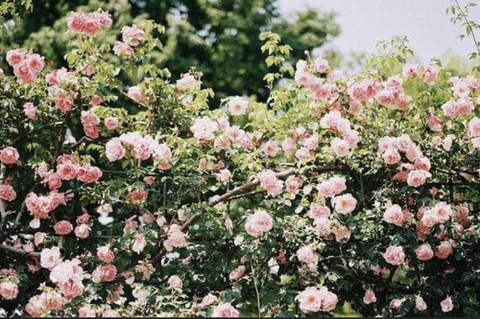 miss_demeanie header picture leakfans.com