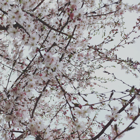 miss_space_x header picture leakfans.com