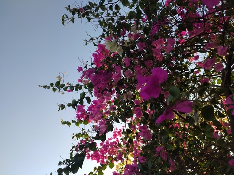 missacat header picture leakfans.com