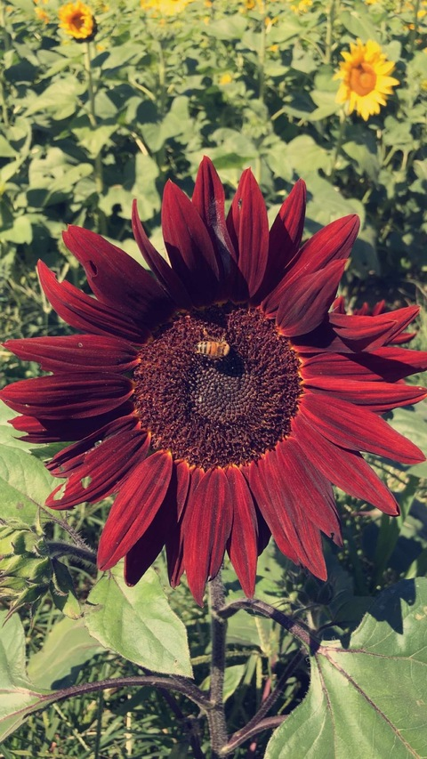 missb header picture leakfans.com