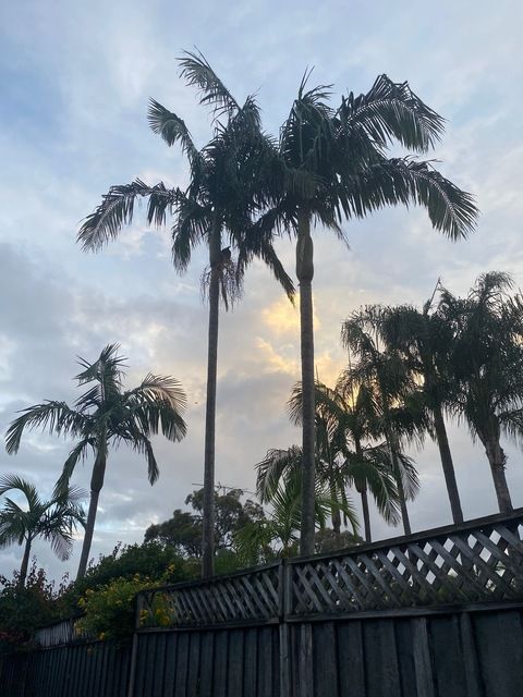 misssss_______d header picture leakfans.com