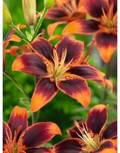 mistress_mariah header picture leakfans.com