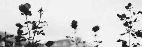 molmiller header picture leakfans.com