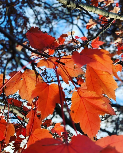 monstercruz header picture leakfans.com